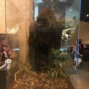 Milwaukee Public Museum - Sense of Wonder - Samson