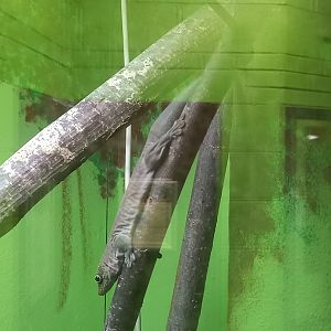 Standing's Day Gecko