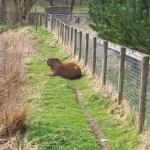 Capybara