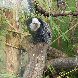 Geoffroy's Marmoset