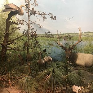 Milwaukee Public Museum - Exploring Life on Earth - Marsh Diorama