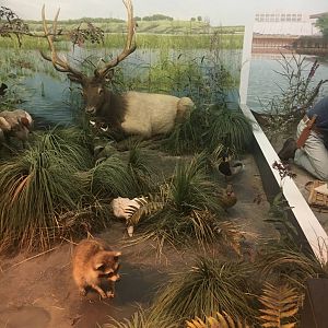 Milwaukee Public Museum - Exploring Life on Earth - Marsh Diorama