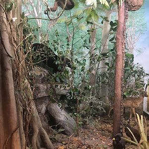 Milwaukee Public Museum - Exploring Life on Earth - Tropical Dry Forest Diorama