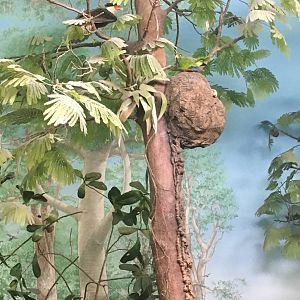 Milwaukee Public Museum - Exploring Life on Earth - Tropical Dry Forest Diorama