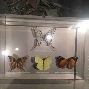 Milwaukee Public Museum - Exploring Life on Earth - Tropical Dry Forest Butterflies