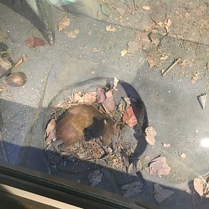Milwaukee Public Museum - Exploring Life on Earth - Tropical Dry Forest Agouti