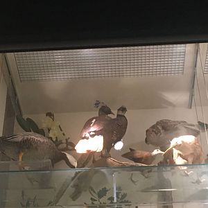 Milwaukee Public Museum - Exploring Life on Earth - Tree of Life