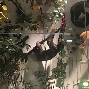 Milwaukee Public Museum - Exploring Life on Earth - Tree of Life