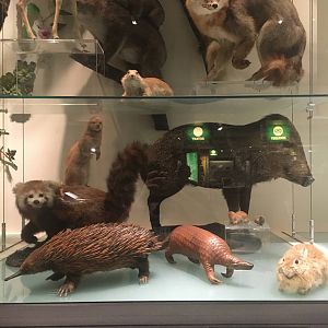 Milwaukee Public Museum - Exploring Life on Earth - Tree of Life