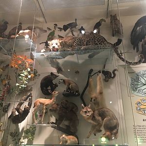 Milwaukee Public Museum - Exploring Life on Earth - Tree of Life