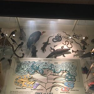 Milwaukee Public Museum - Exploring Life on Earth - Tree of Life