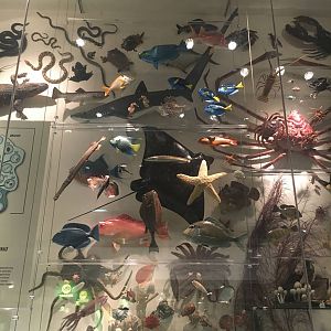 Milwaukee Public Museum - Exploring Life on Earth - Tree of Life