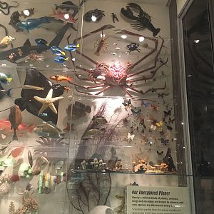 Milwaukee Public Museum - Exploring Life on Earth - Tree of Life