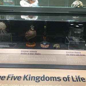 Milwaukee Public Museum - Exploring Life on Earth - The Five Kingdoms of Life
