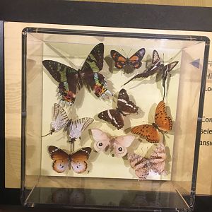 Milwaukee Public Museum - Exploring Life on Earth - Butterfly Specimen