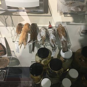 Milwaukee Public Museum - Exploring Life on Earth - Bird Specimen