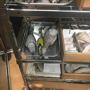 Milwaukee Public Museum - Exploring Life on Earth - Bird Specimen