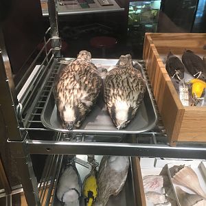 Milwaukee Public Museum - Exploring Life on Earth - Falcon Specimen