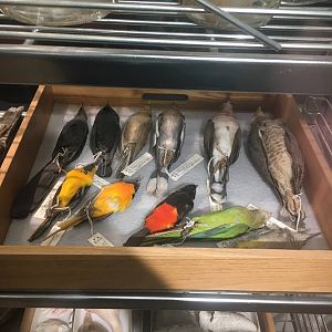 Milwaukee Public Museum - Exploring Life on Earth - Bird Specimen