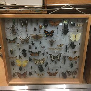Milwaukee Public Museum - Exploring Life on Earth - Invertebrate Specimen