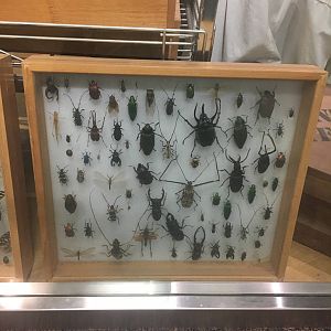 Milwaukee Public Museum - Exploring Life on Earth - Invertebrate Specimen