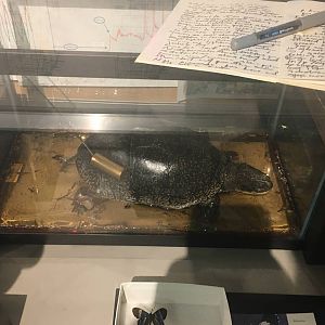 Milwaukee Public Museum - Exploring Life on Earth - Turtle Specimen ID?
