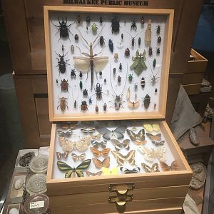 Milwaukee Public Museum - Exploring Life on Earth - Invertebrate Specimen