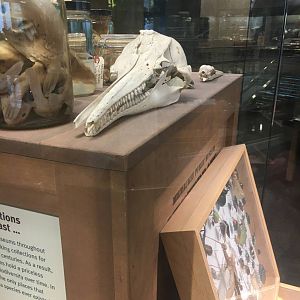 Milwaukee Public Museum - Exploring Life on Earth - Amazon River Dolphin Skull?