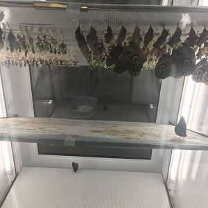 Milwaukee Public Museum - Butterfly Pavilion - Butterfly Hatching