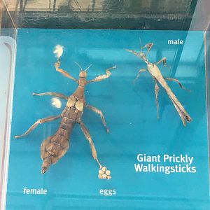 Milwaukee Public Museum - Bugs Alive! - Giant Prickly Walkingsticks