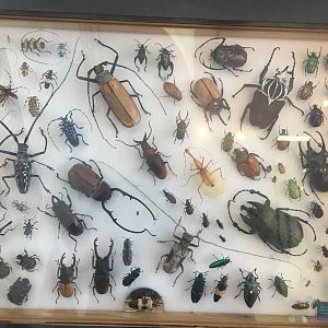 Milwaukee Public Museum - Bugs Alive! - Beetle Specimen