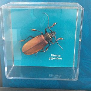 Milwaukee Public Museum - Bugs Alive! - Titanus giganteus