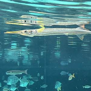 Needlefish ID