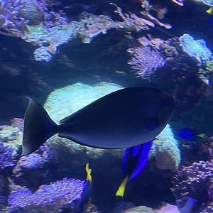 Unicornfish ID
