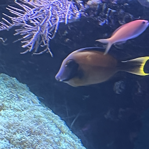 Anthias ID