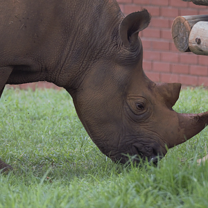 South-Central Black Rhino (Diceros bicornis minor)