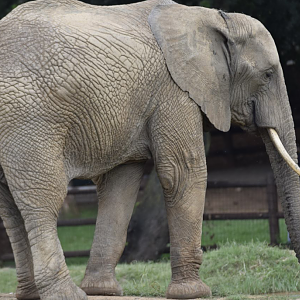 Mopane, African Elephant (Loxodonta africana)