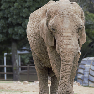 Lammie, African Elephant (Loxodonta africana)
