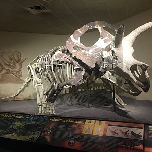 Milwaukee Public Museum - Third Planet - Torosaurus Skeleton