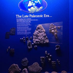 Milwaukee Public Museum - Third Planet - Late Paleozoic Fossils