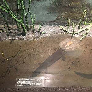 Milwaukee Public Museum - Third Planet - Eusthenopteron