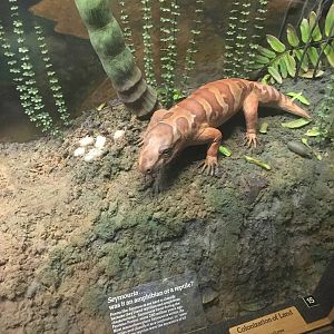 Milwaukee Public Museum - Third Planet - Seymouria