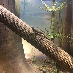 Milwaukee Public Museum - Third Planet - Primitive Lizard