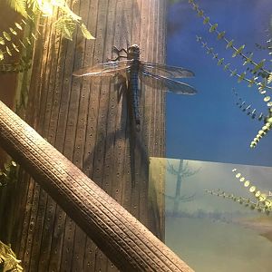 Milwaukee Public Museum - Third Planet - Primitive Dragonfly