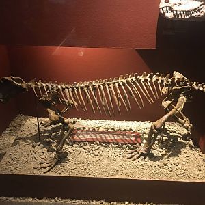 Milwaukee Public Museum - Third Planet - Reptile-like Mammal Fossil