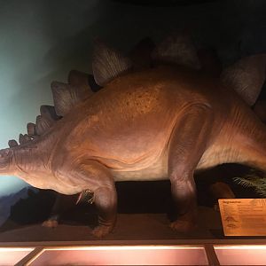 Milwaukee Public Museum - Third Planet - Stegosaurus
