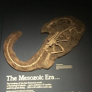 Milwaukee Public Museum - Third Planet - Coelophysis Fossil