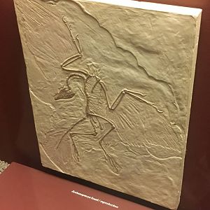 Milwaukee Public Museum - Third Planet - Archaeopteryx Fossil