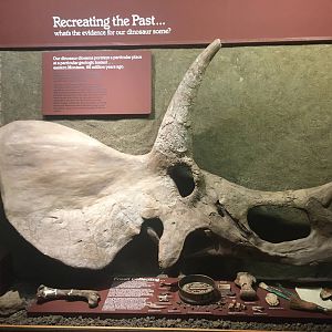 Milwaukee Public Museum - Third Planet - Triceratops Skull