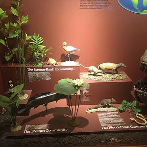 Milwaukee Public Museum - Third Planet - Stream Bank Community